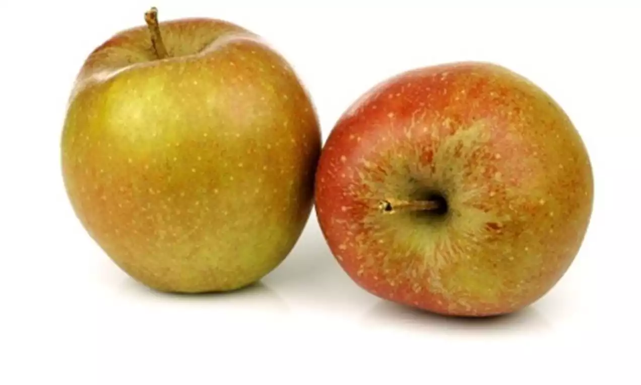 Twee goudrenetten met rode en groene tinten, matte schil en subtiele vlekjes, liggend naast elkaar op een witte ondergrond