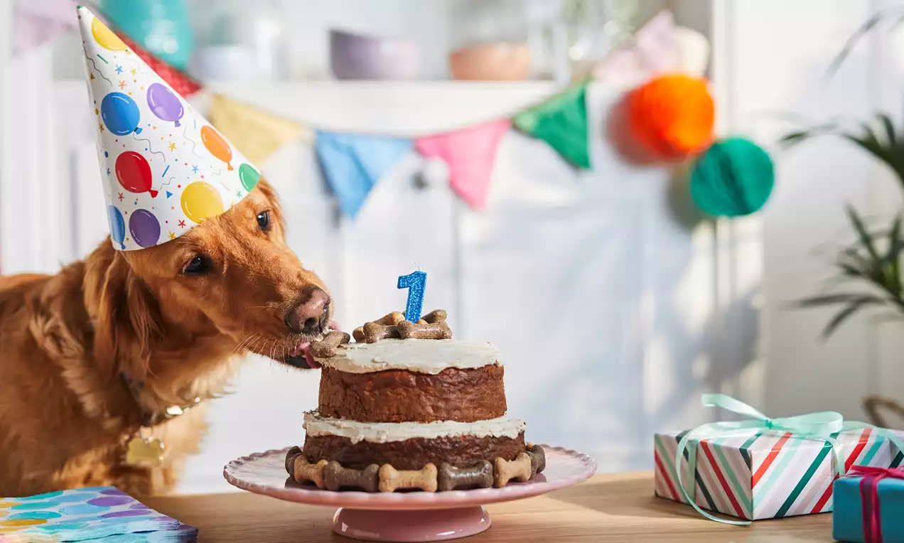 Golden brown layered dog birthday cake with creamy white frosting, bone-shaped biscuits around the base, and a blue number one topper on a pink cake stand