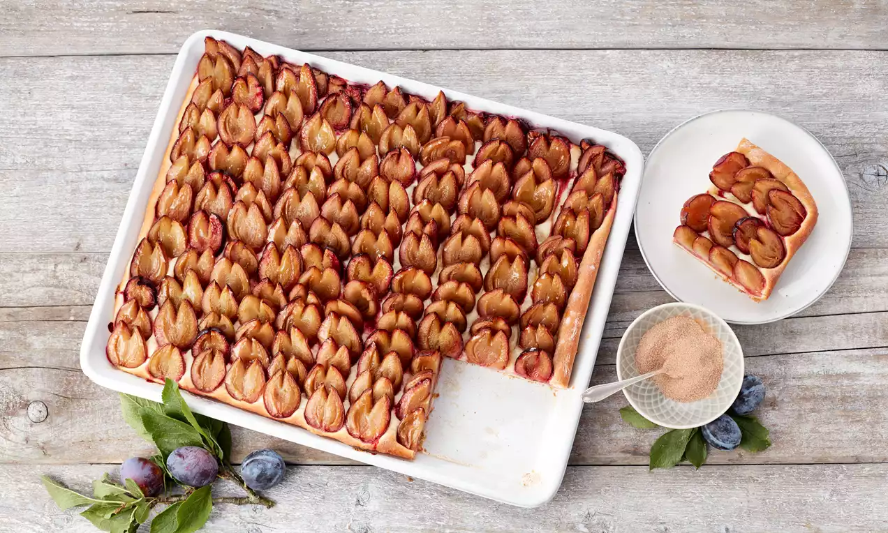 Zwetschgenkuchen vom Blech mit lockerem goldbraunem Hefeteig, Reihen saftiger dunkelvioletter Zwetschgen, leicht mit Puderzucker bestäubt