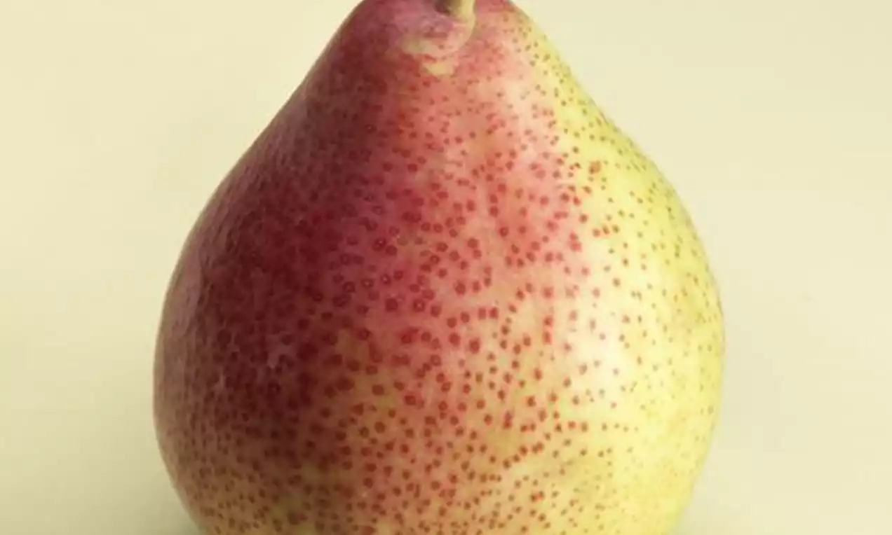 Poire juteuse en teintes jaunes et rouges mouchetées, à la forme ronde se resserrant vers une tige fine sur un fond crème